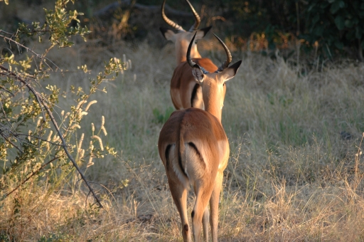Two impala bucks 